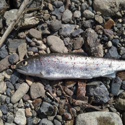 アマゴの味が忘れられず